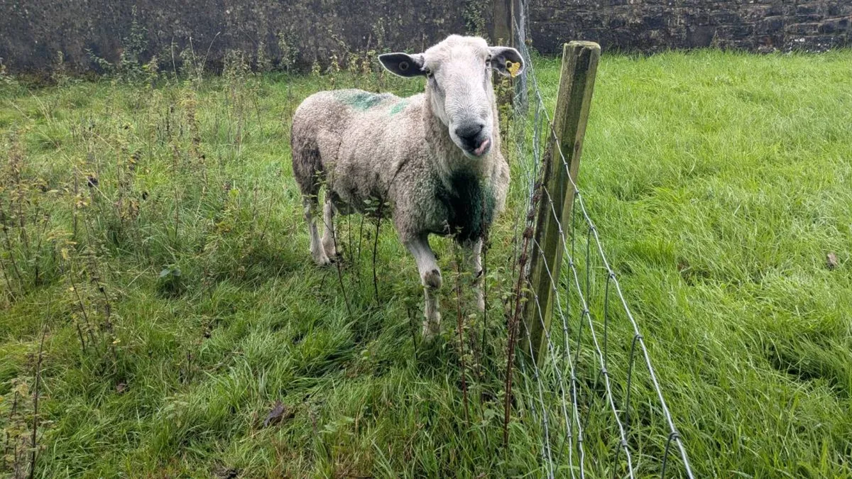 Mature Fertile Blue Leicester Ram - Image 1