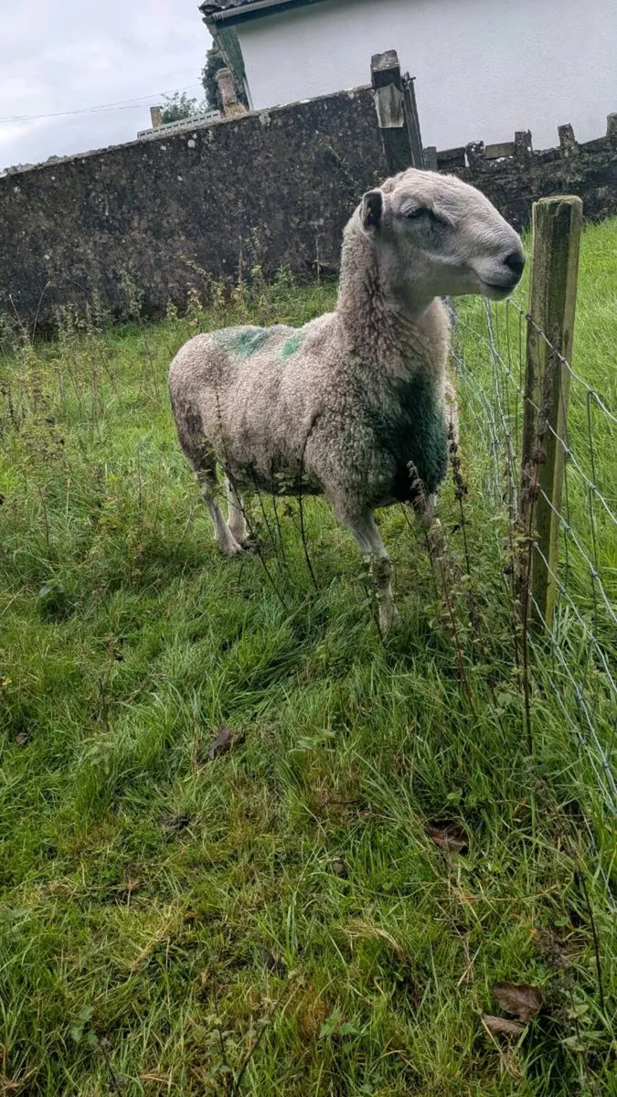 Mature Fertile Blue Leicester Ram - Image 2
