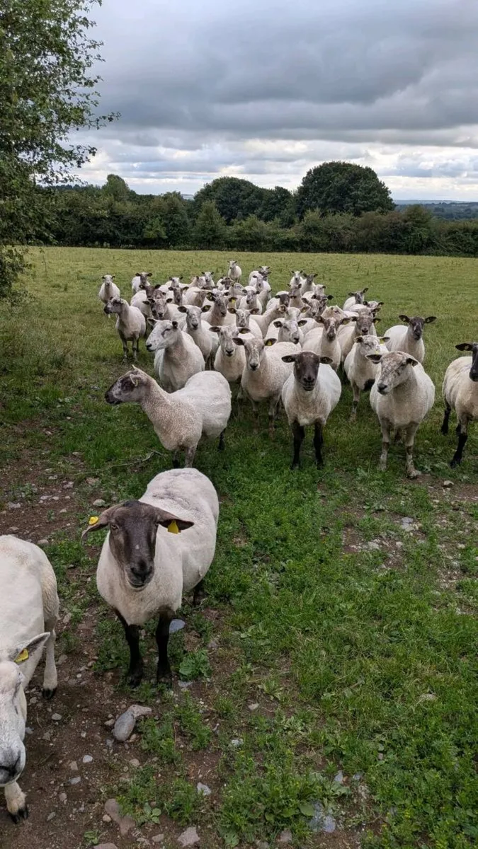 Mature Fertile Blue Leicester Ram - Image 3