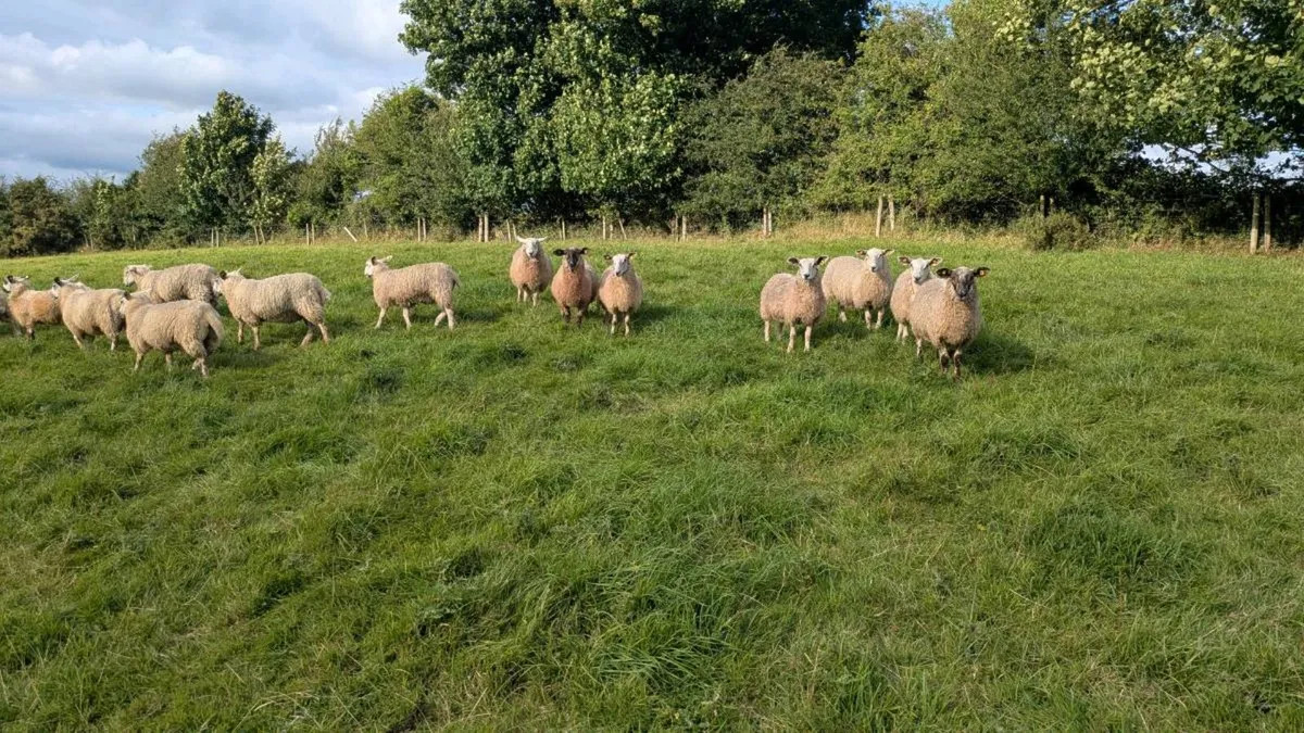 Mature Fertile Blue Leicester Ram - Image 4