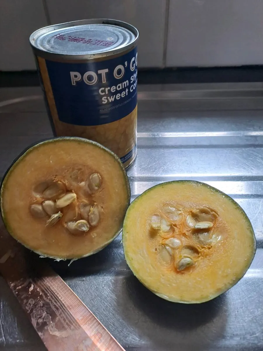 Gem squash South African - Image 1