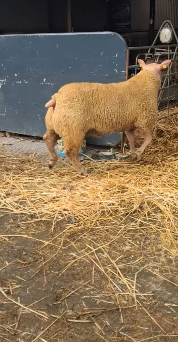 Charollais Ram Lamb - Image 1
