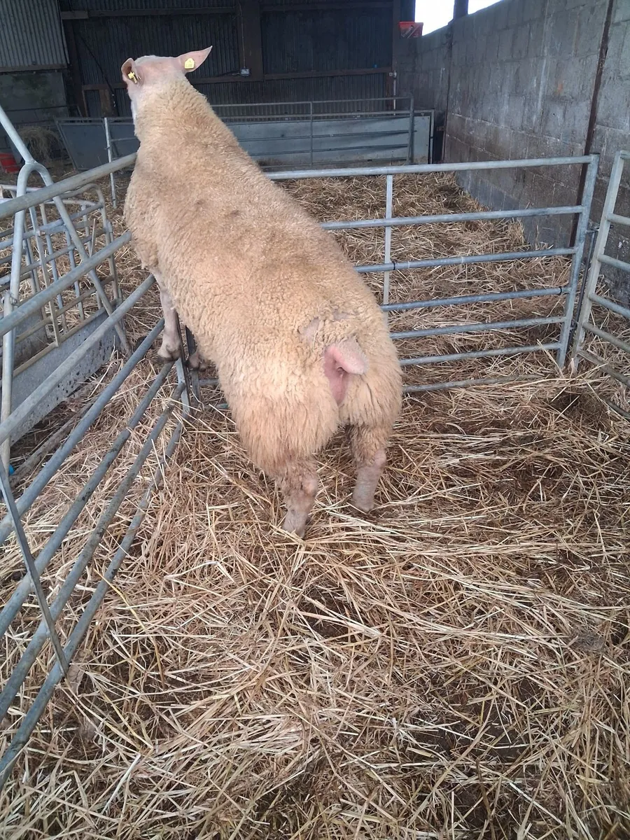 Charollais Ram Lamb - Image 3