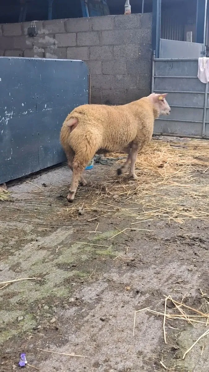 Charollais Ram Lamb - Image 2