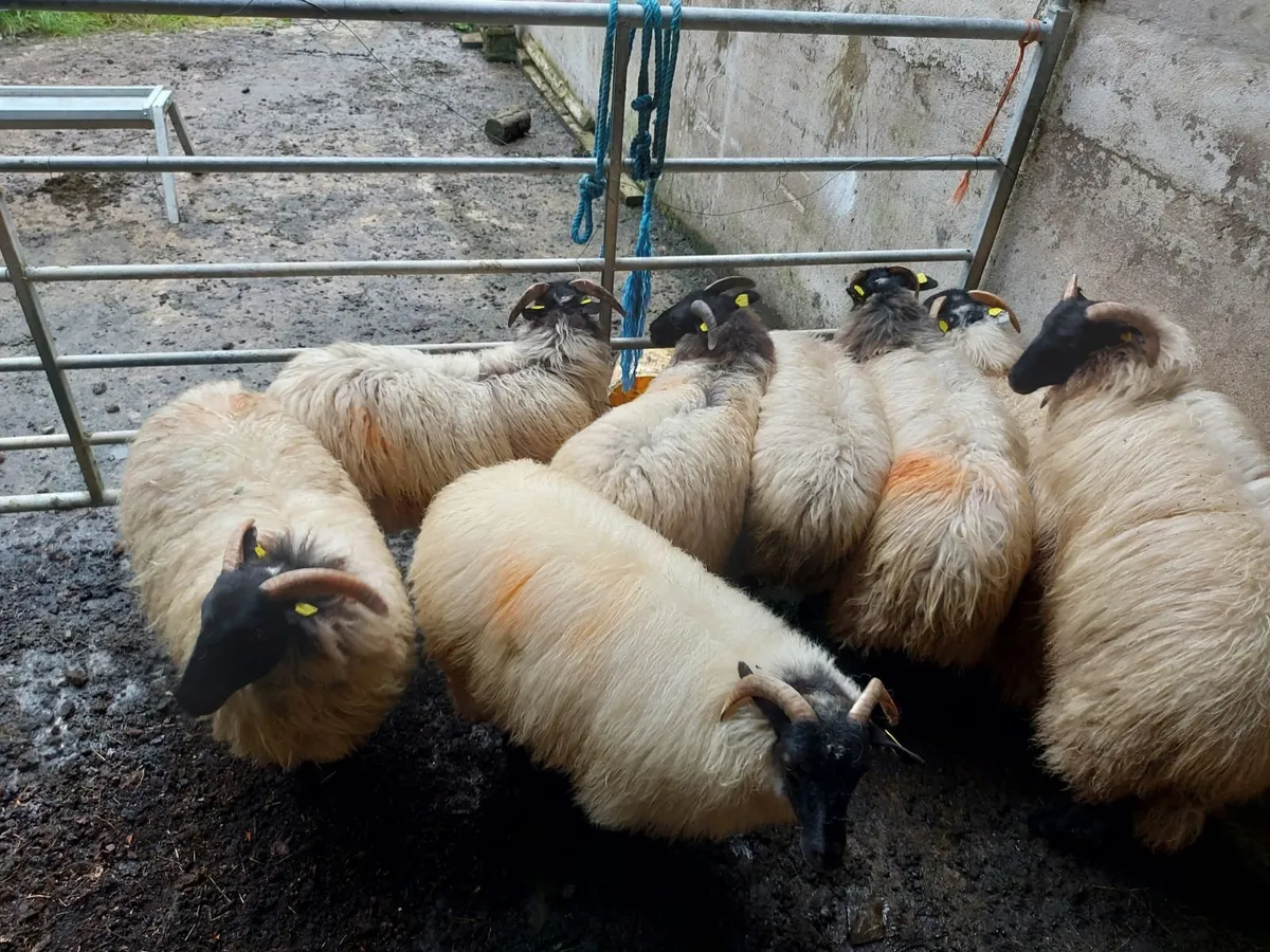 8 Ewe Blackfaced Mountain Lambs - Image 2