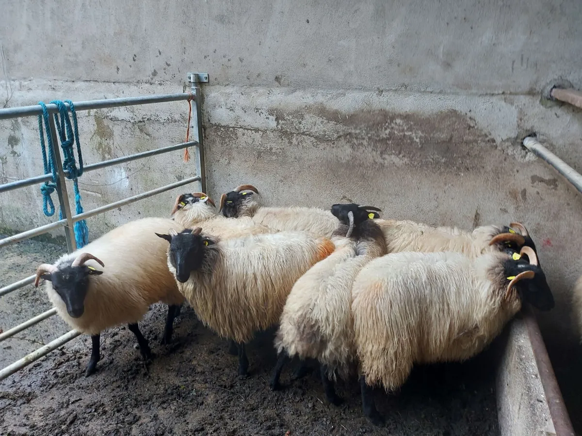 8 Ewe Blackfaced Mountain Lambs - Image 3
