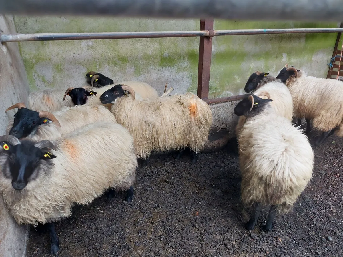 8 Ewe Blackfaced Mountain Lambs - Image 4