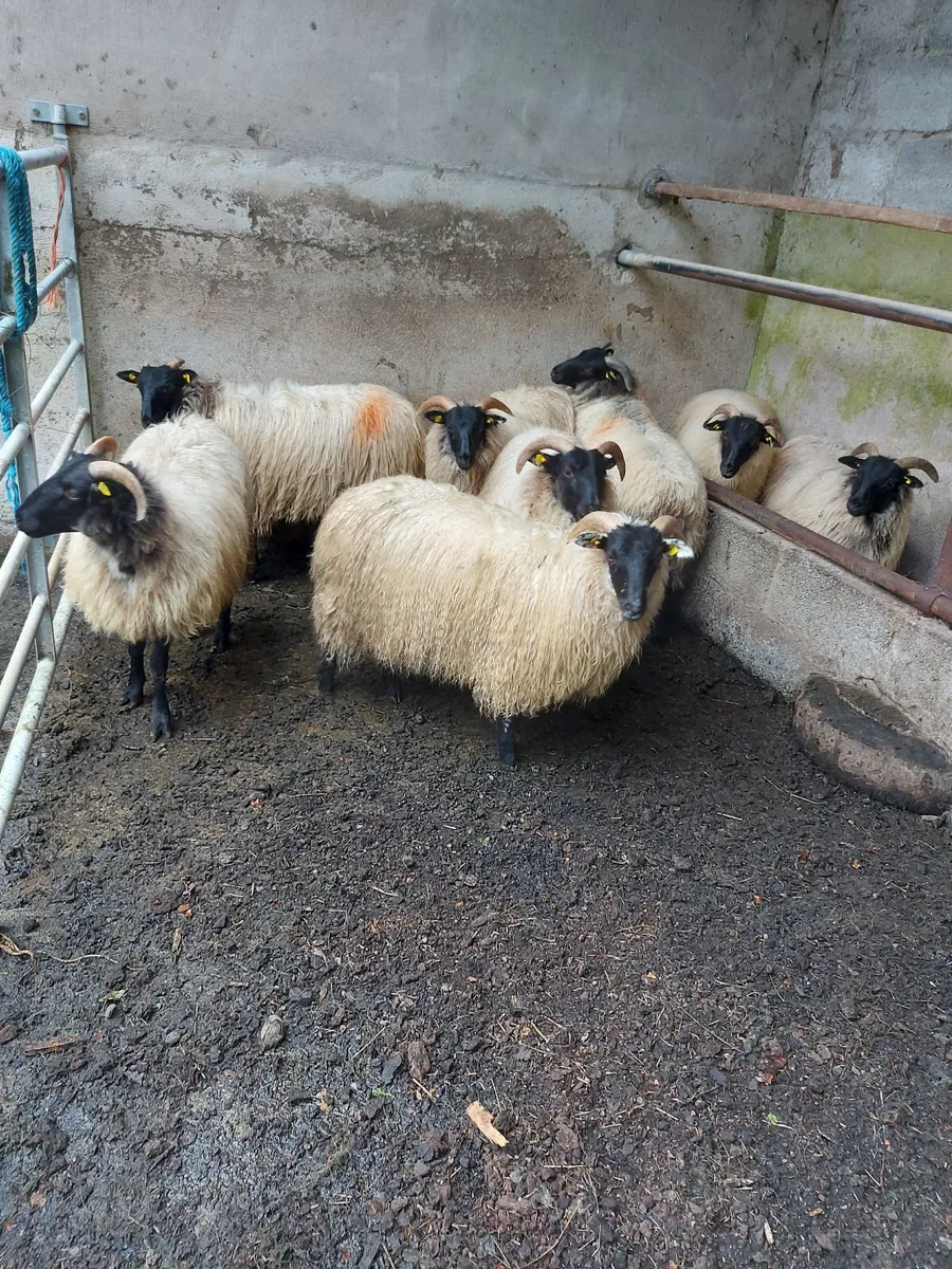 8 Ewe Blackfaced Mountain Lambs - Image 1