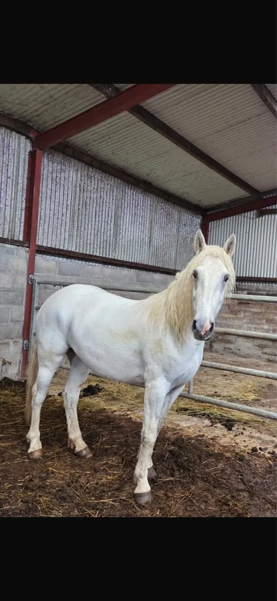 3 year old Connemara Filly - Image 4