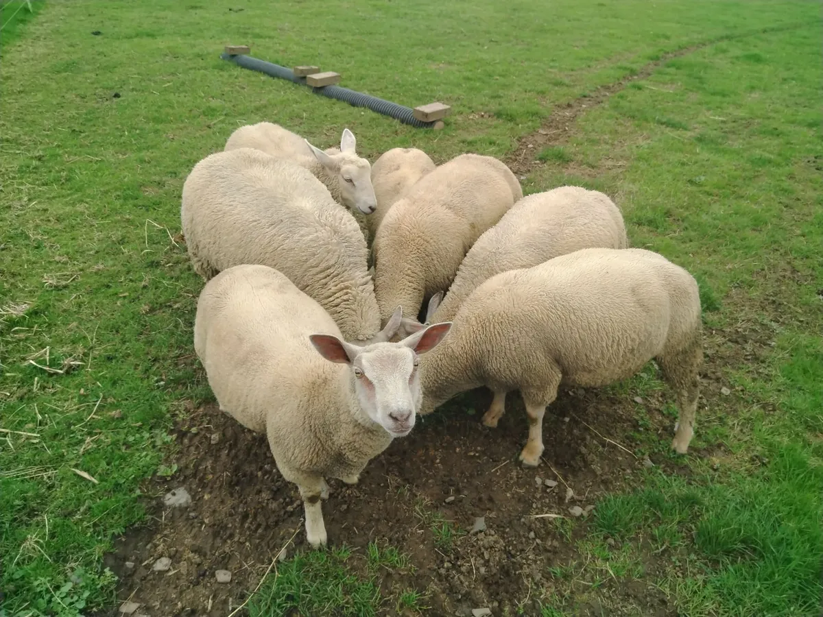 Charollais Ram lambs - Image 4