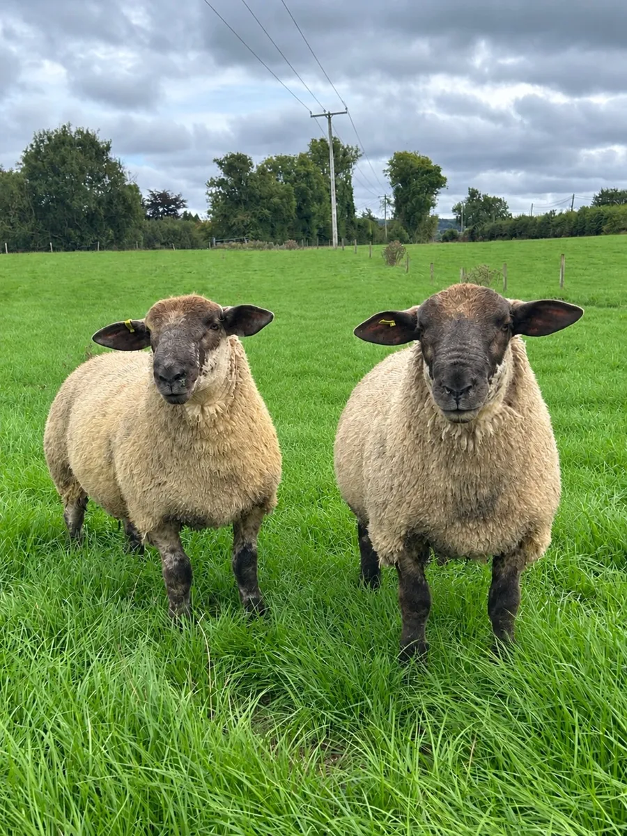 Suftex Ram Lambs - Image 1