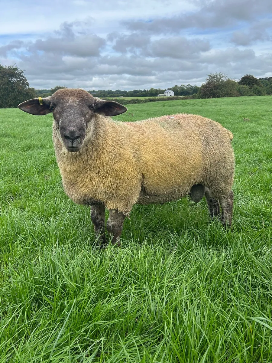 Suftex Ram Lambs - Image 2