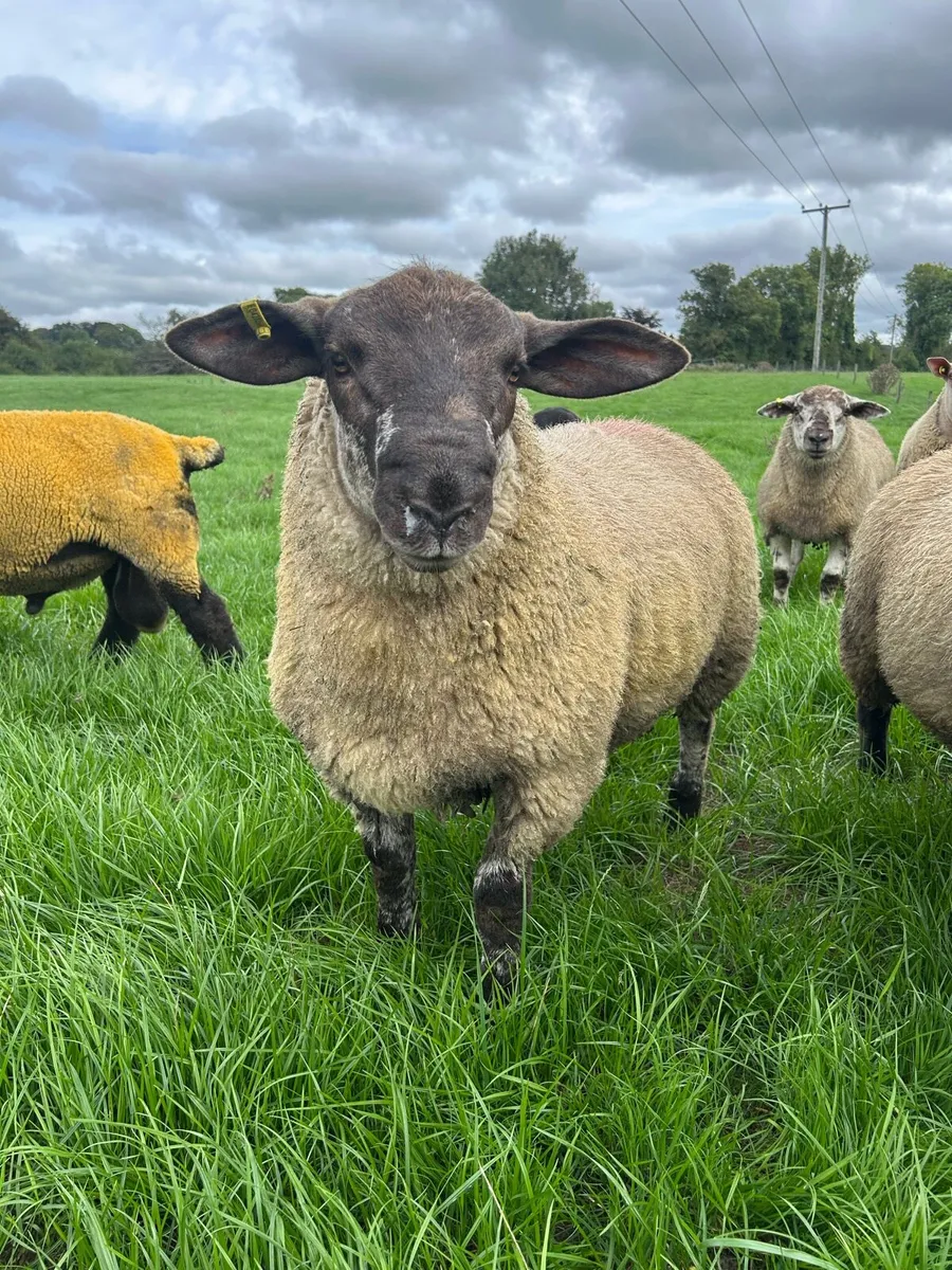 Suftex Ram Lambs - Image 3