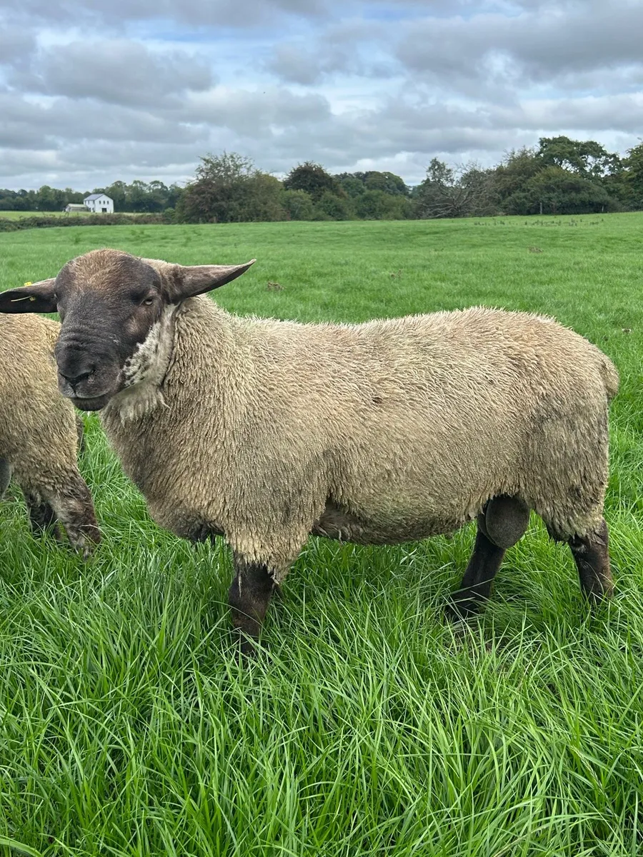 Suftex Ram Lambs - Image 4