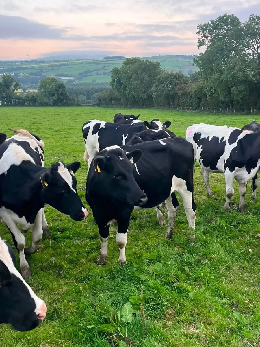 Dairy cattle - Image 1
