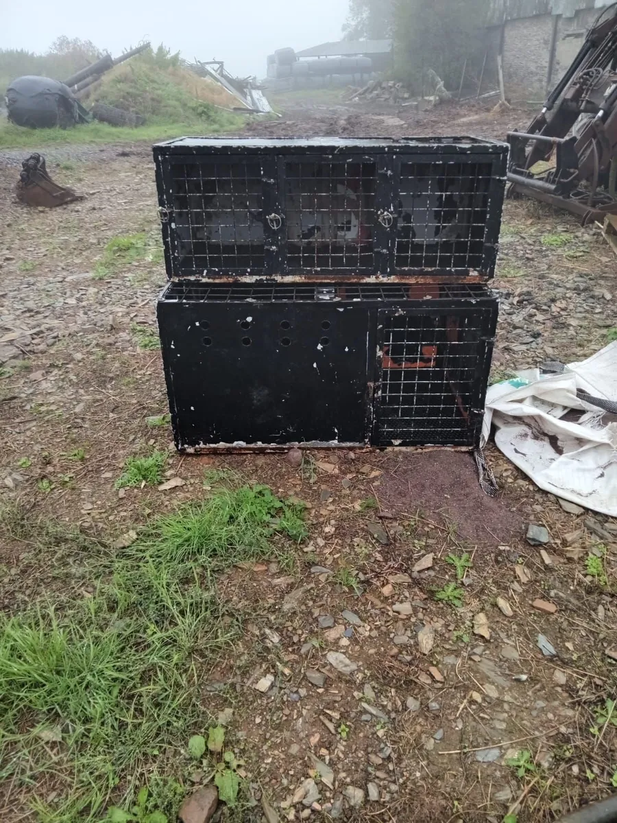Dog boxes