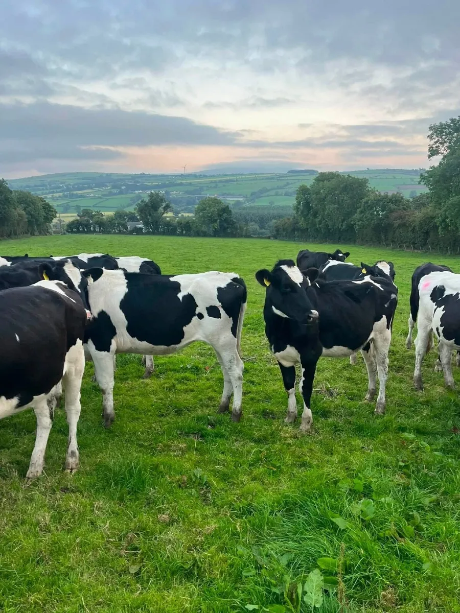 Dairy cattle - Image 3