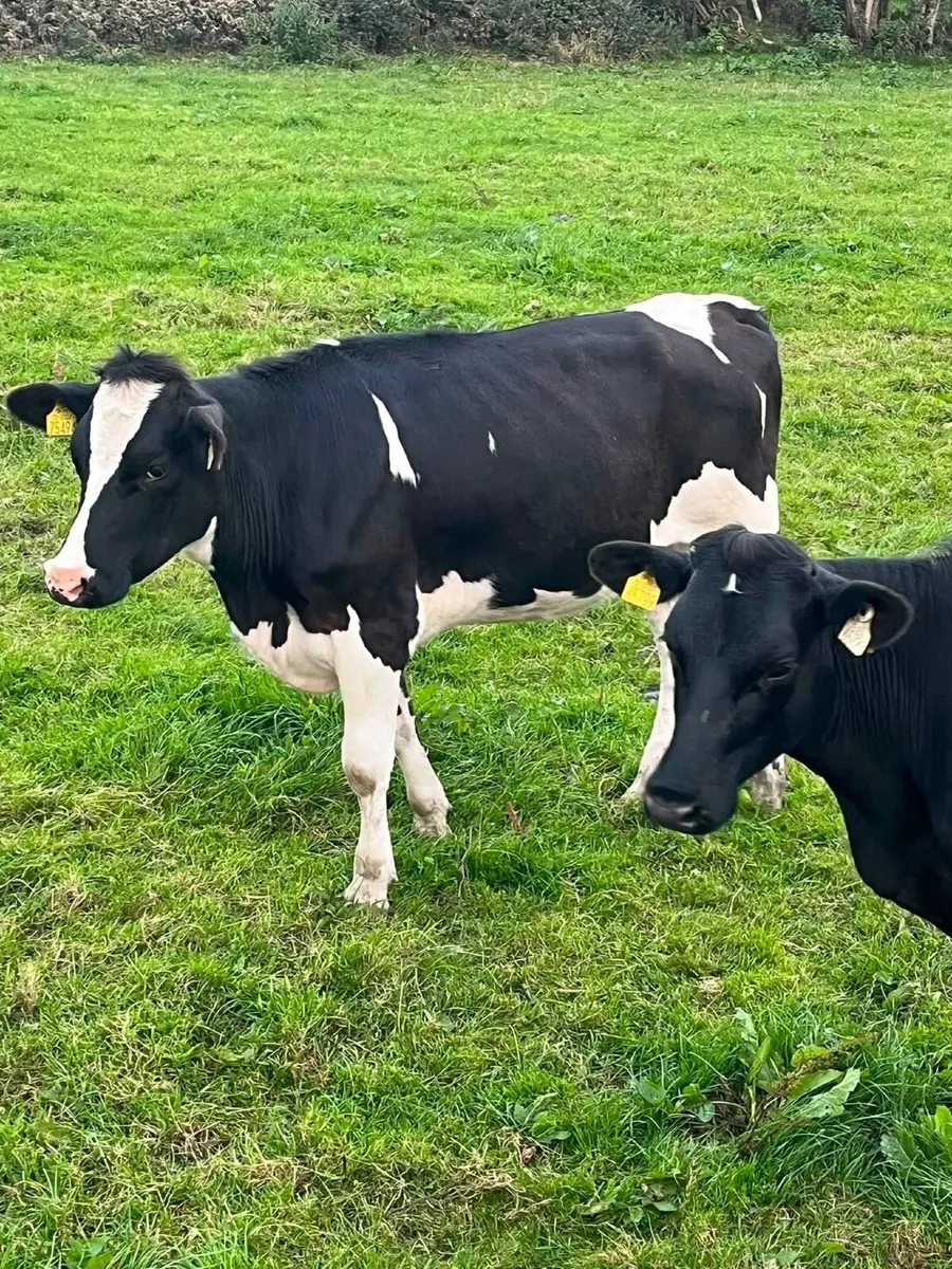 Dairy cattle - Image 4