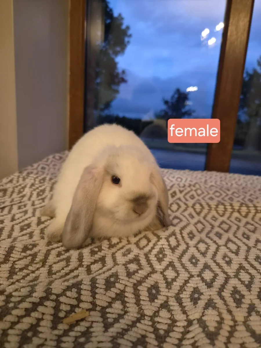 Rabbits - Image 1