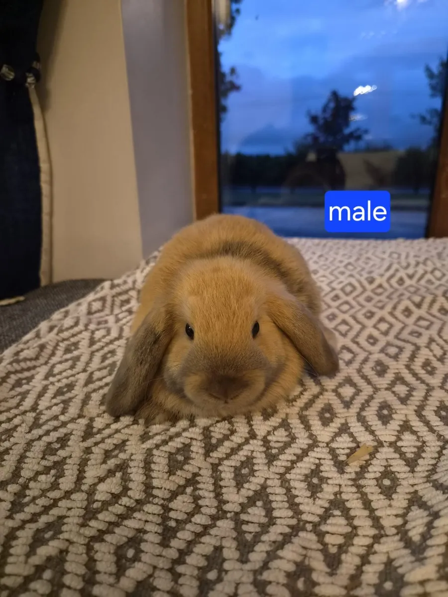 Rabbits - Image 2