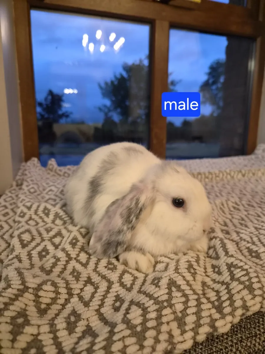 Rabbits - Image 3