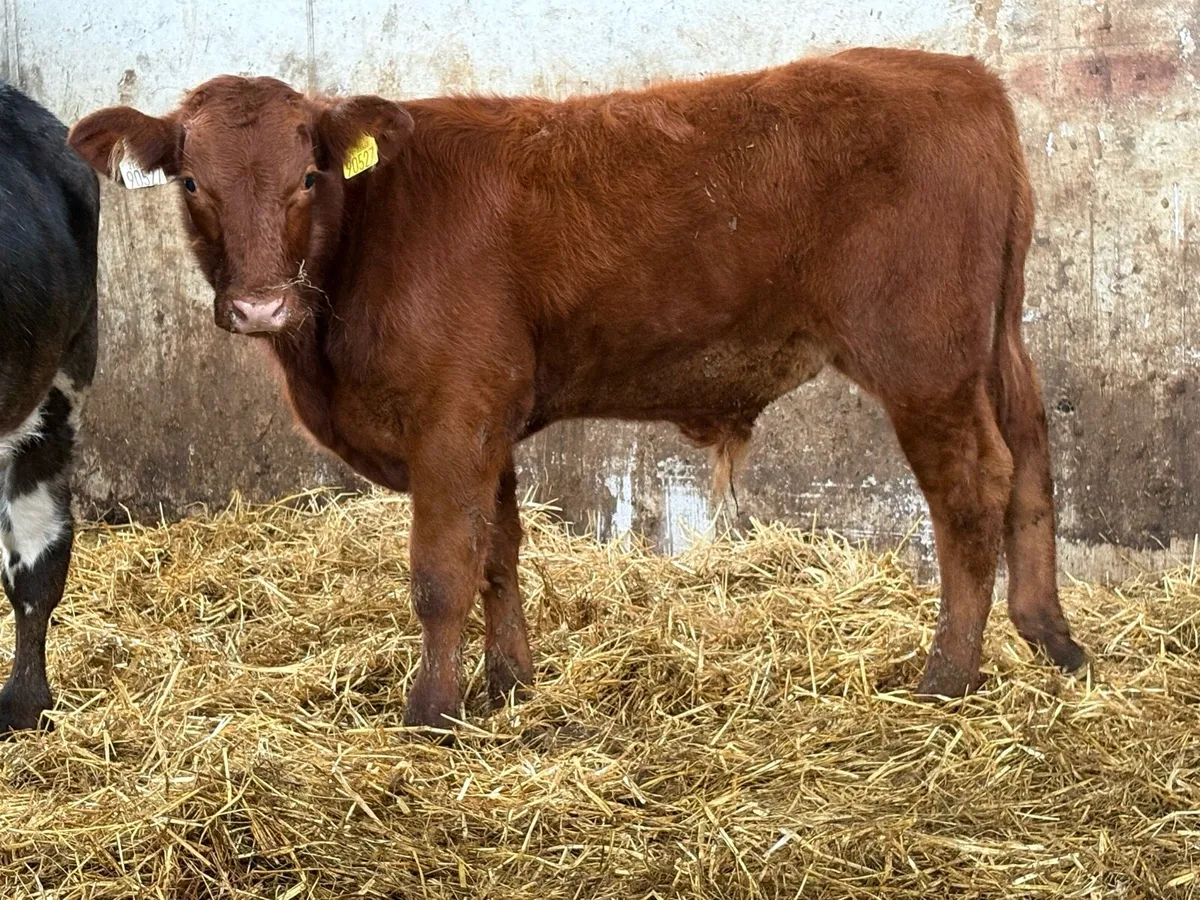 2 suckler breed bull  weanlings - Image 1