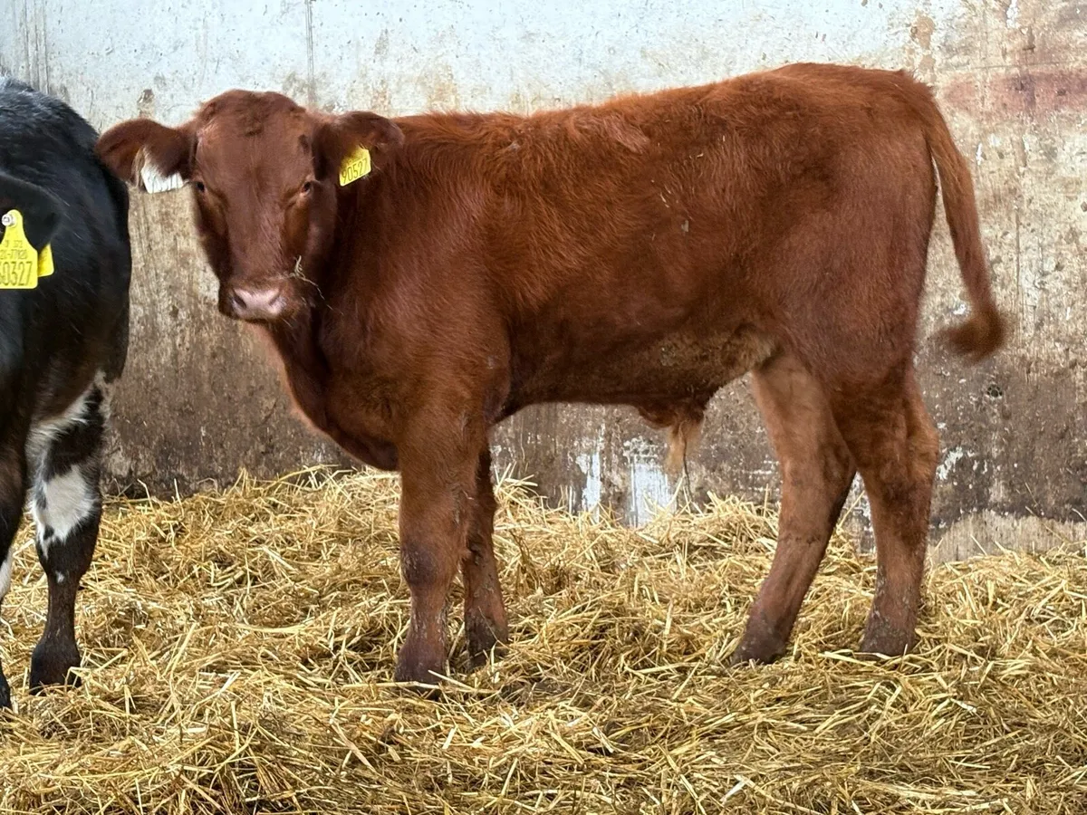 2 suckler breed bull  weanlings - Image 2