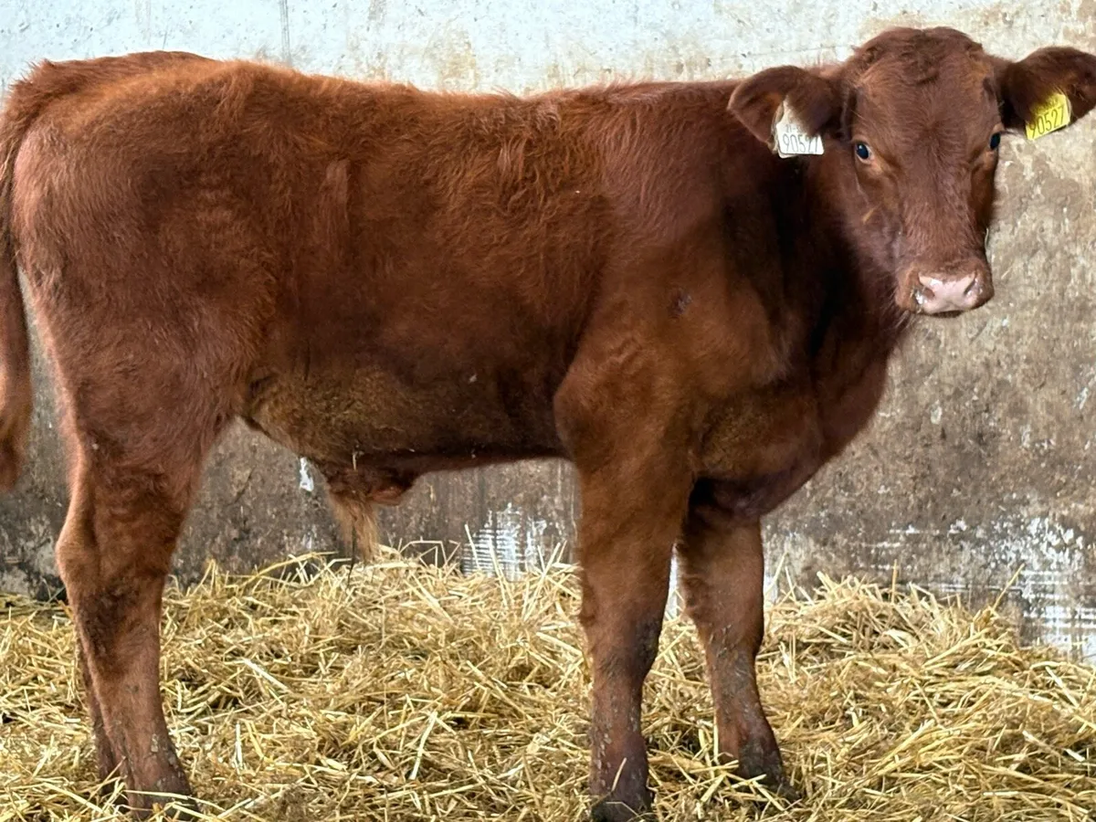 2 suckler breed bull  weanlings - Image 3