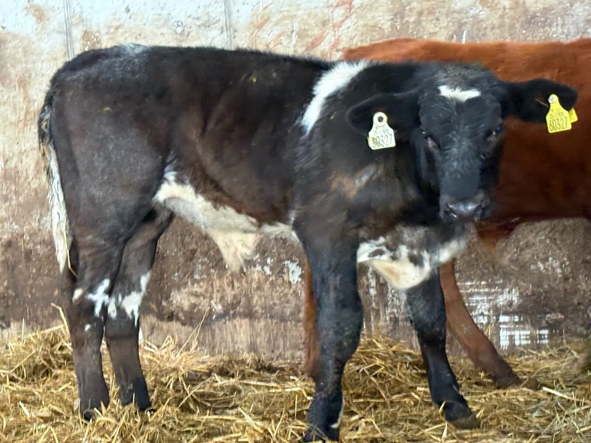 2 suckler breed bull  weanlings - Image 4
