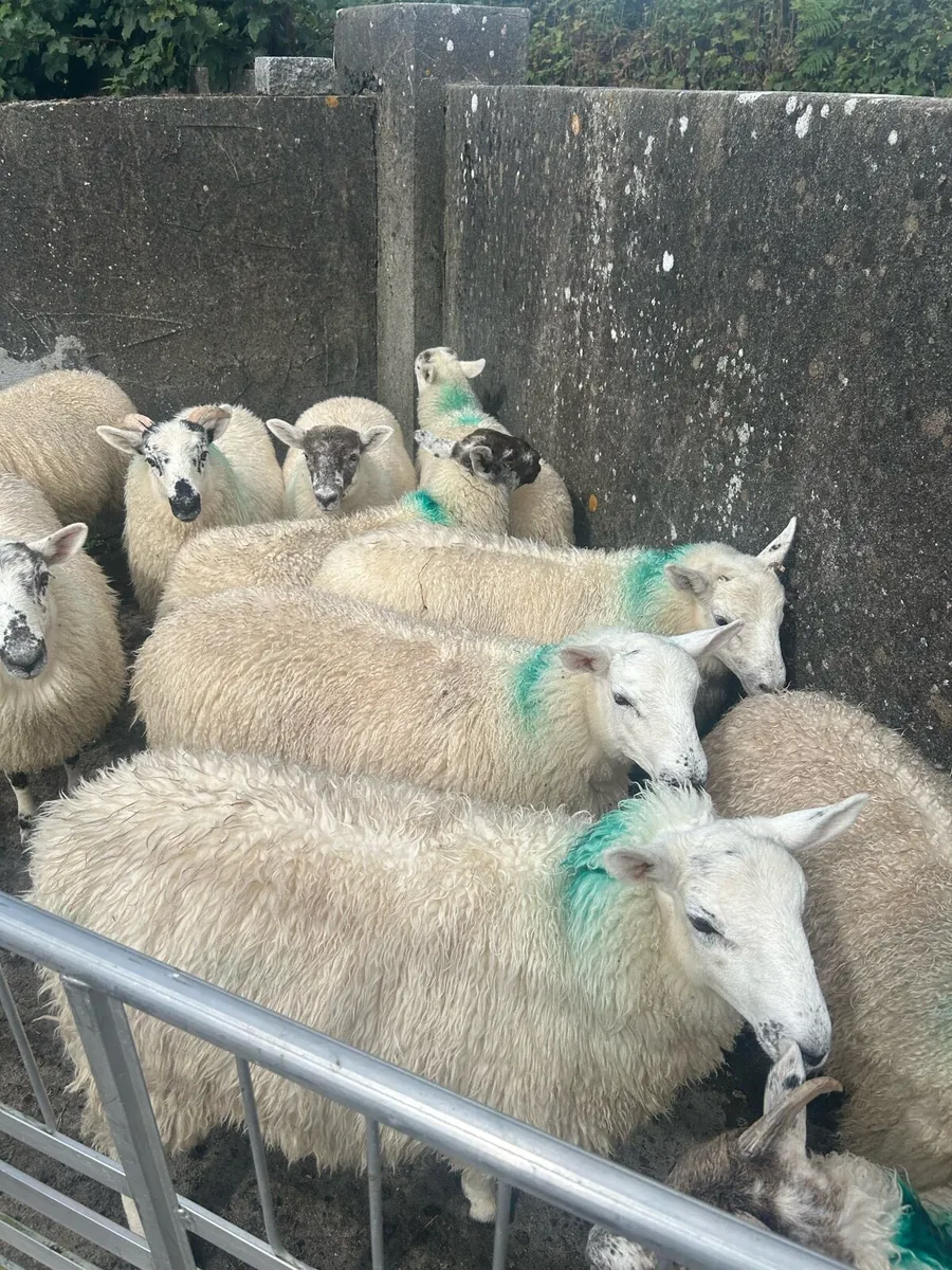 Ewe Lambs - Image 1