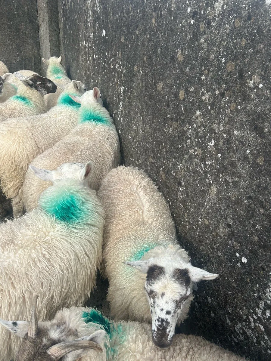 Ewe Lambs - Image 3