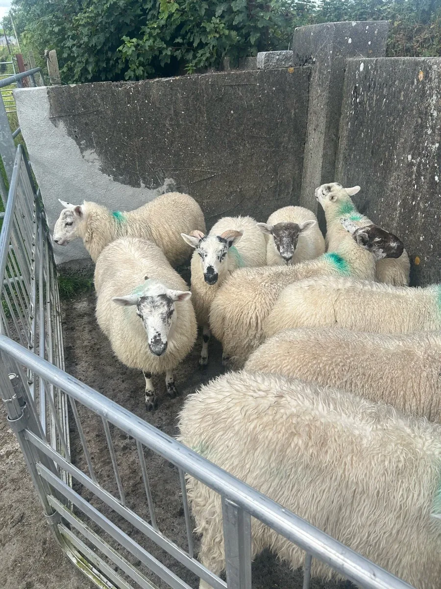 Ewe Lambs - Image 2
