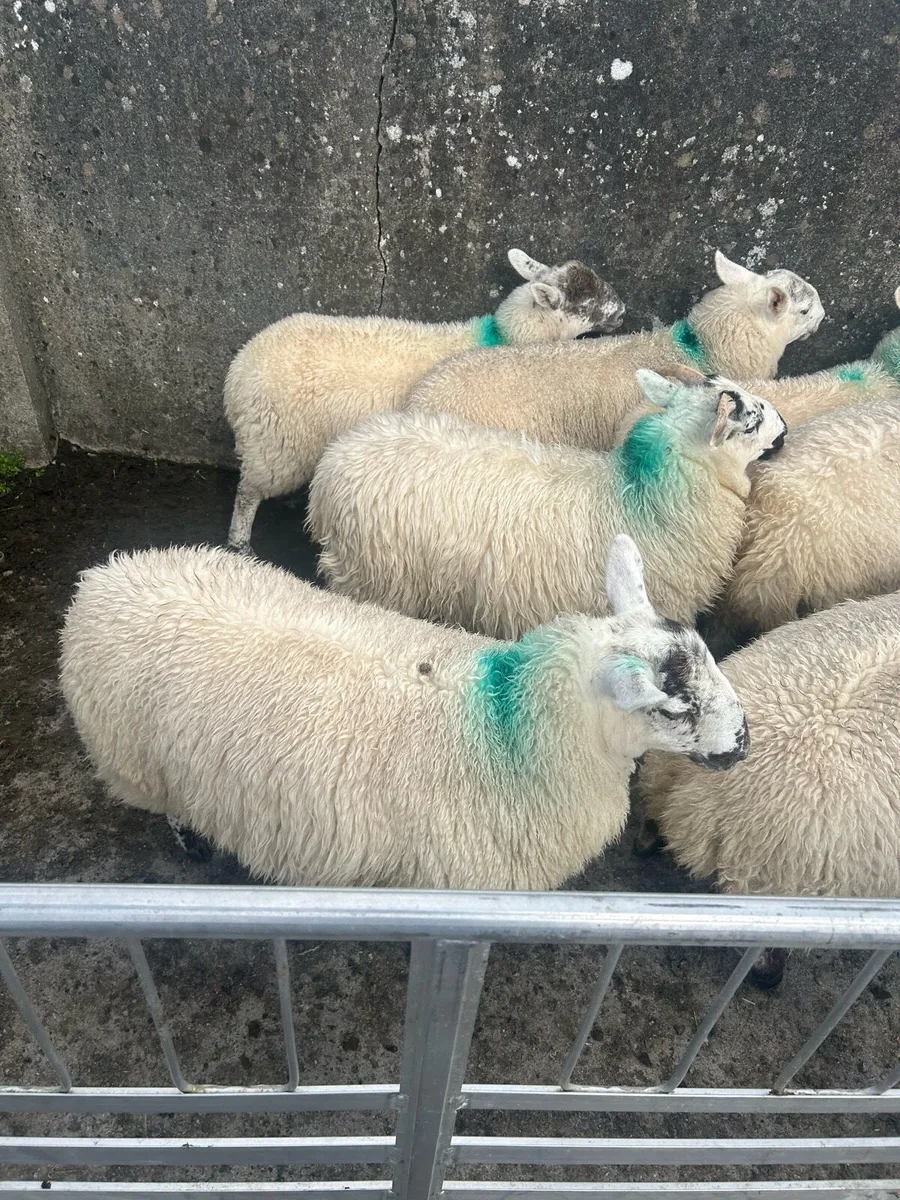 Ewe Lambs - Image 4