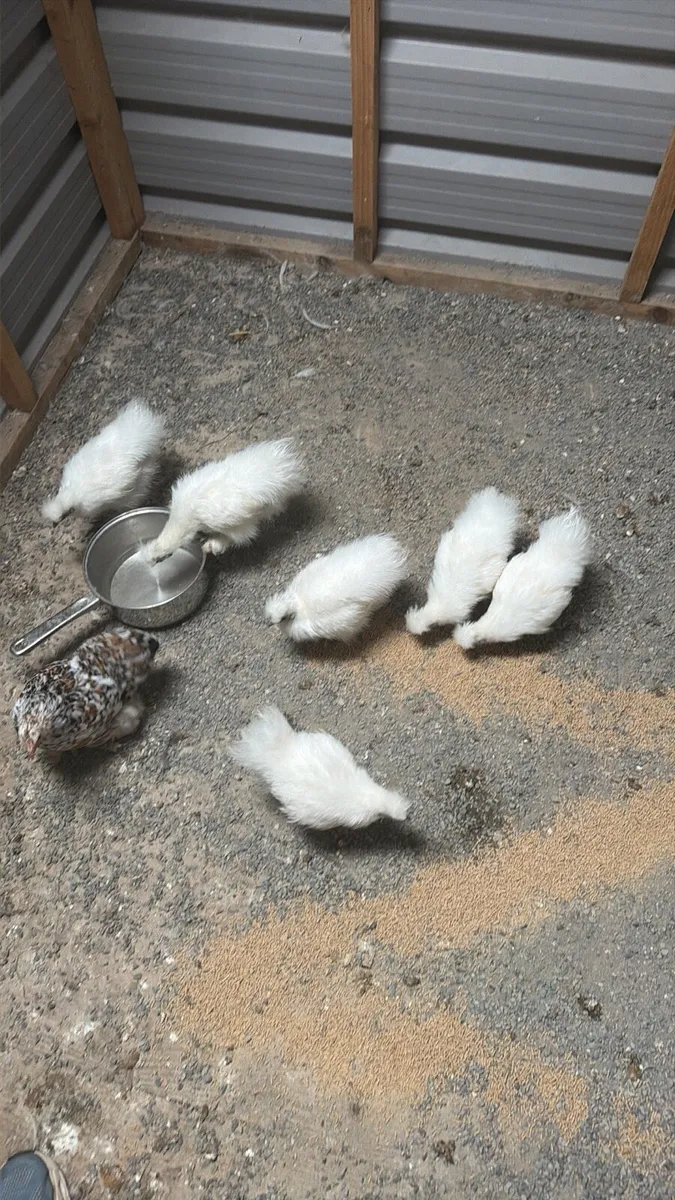 Poultry - Image 3