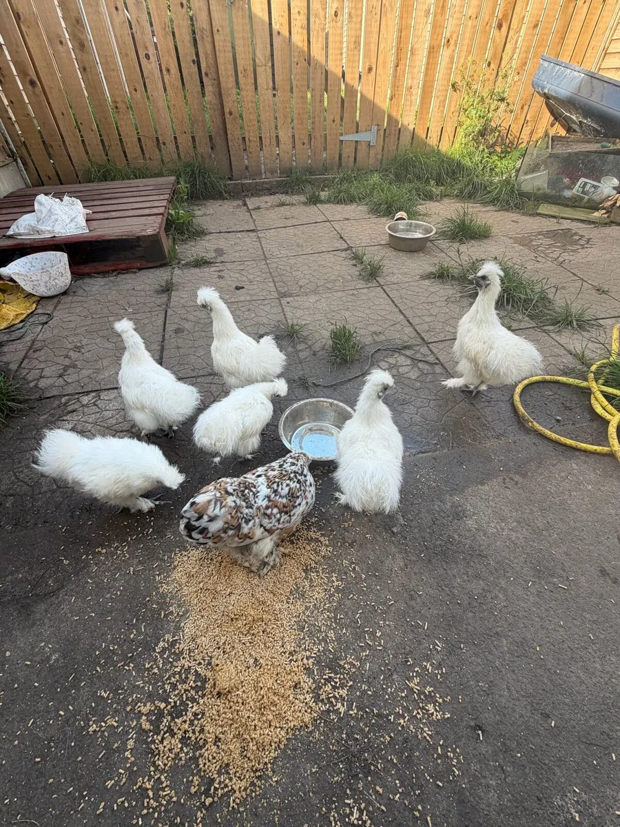 Poultry - Image 2