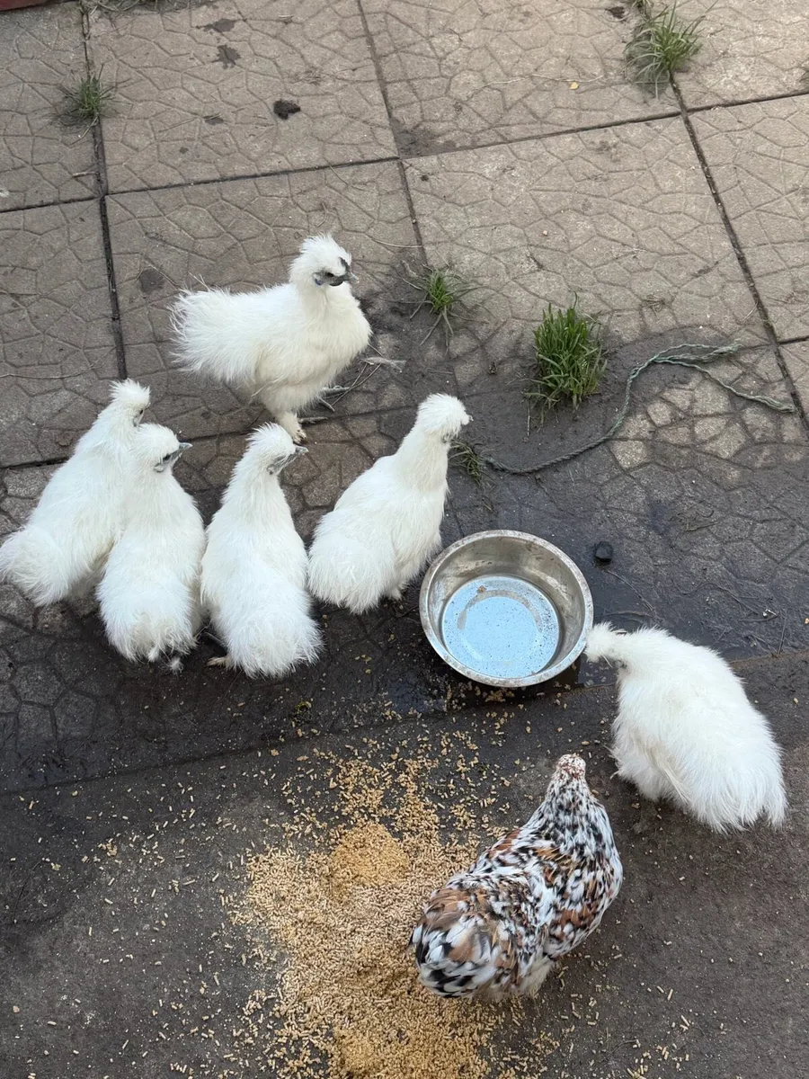 Poultry - Image 1