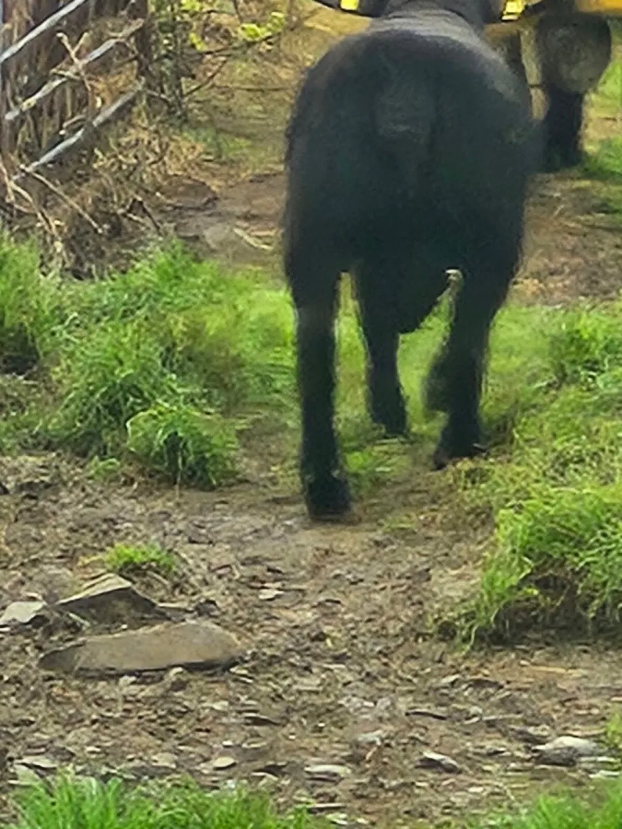 Sheep - Image 1