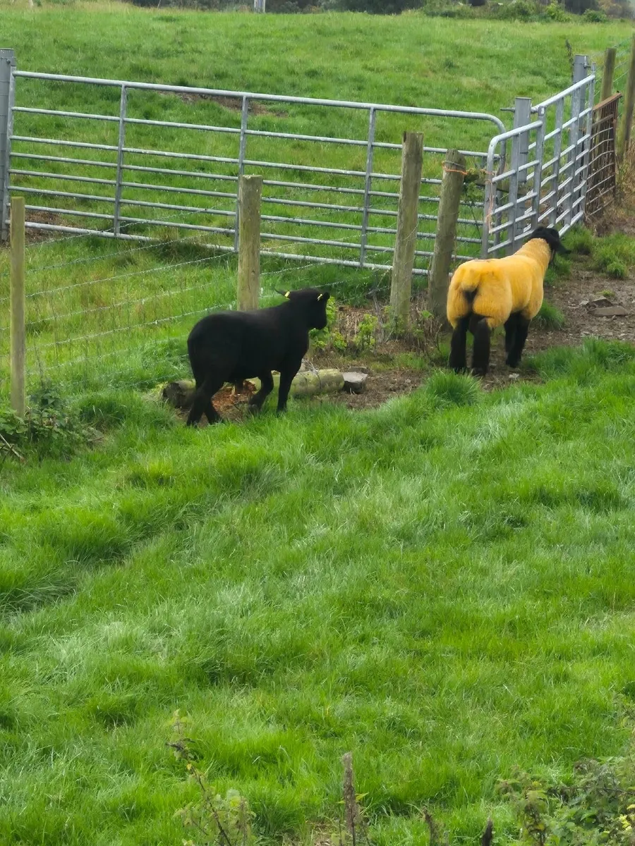 Sheep - Image 2