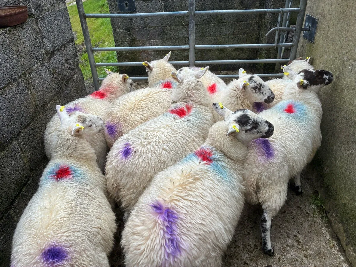 Ewe lambs - Image 1