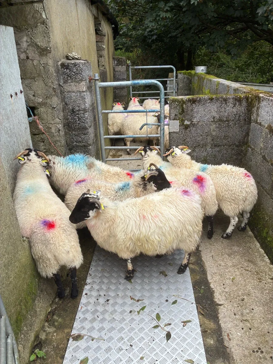 Ewe lambs - Image 4