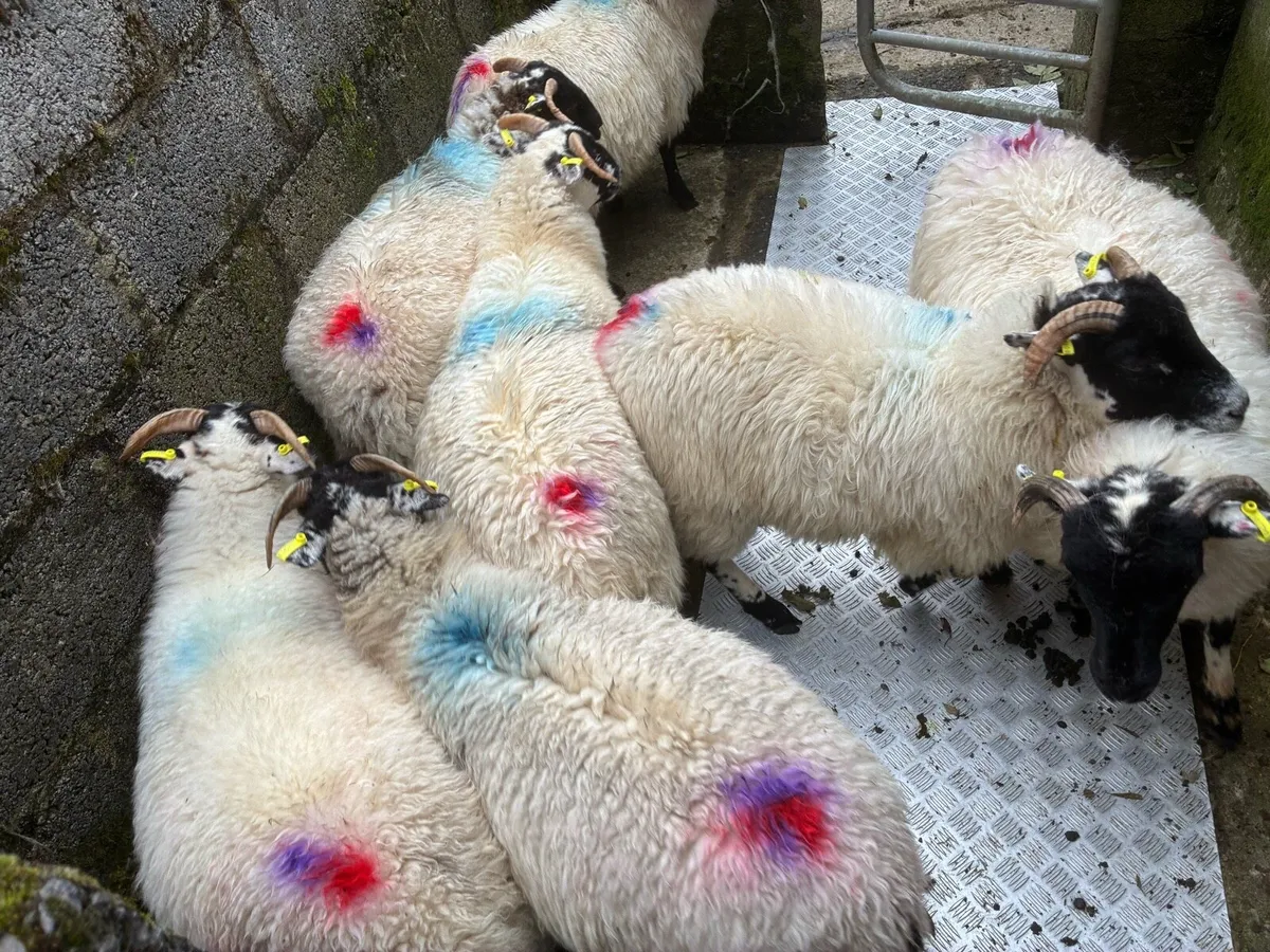Ewe lambs - Image 2