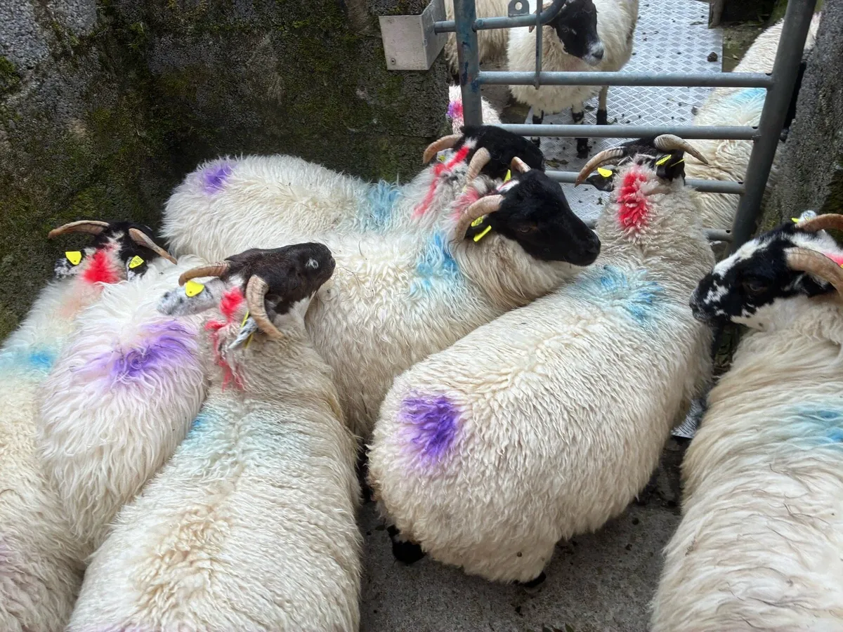 Ewe lambs - Image 3