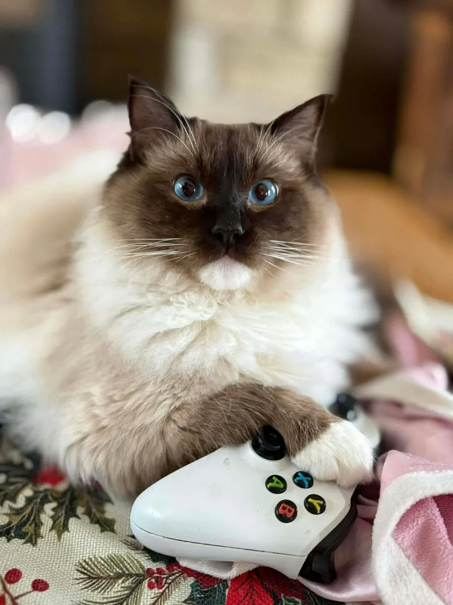 Purebred Ragdoll kittens - Image 2