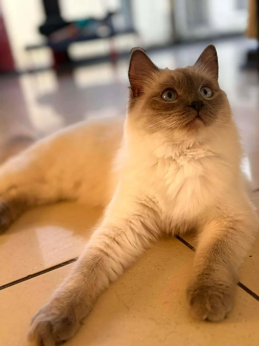Purebred Ragdoll kittens - Image 3