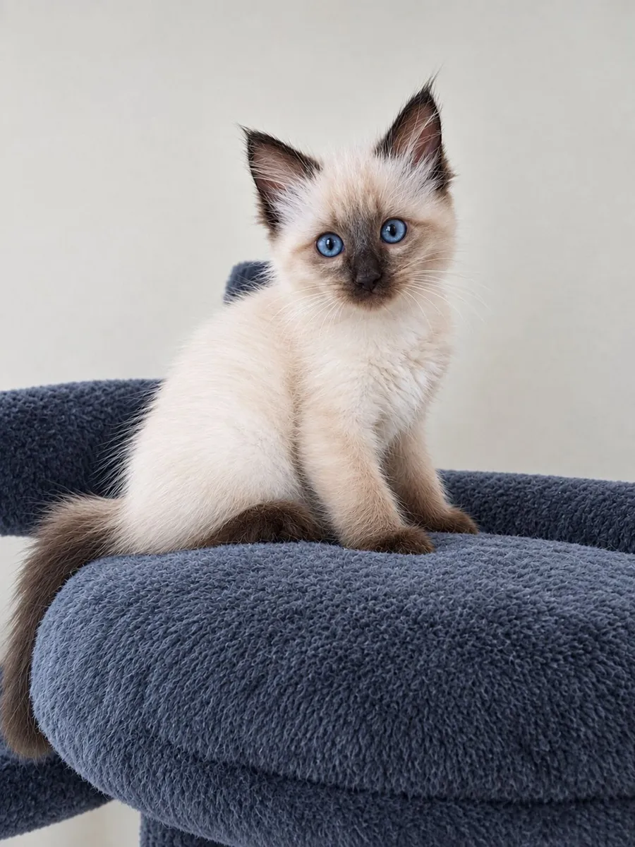 Purebred Ragdoll kittens - Image 1