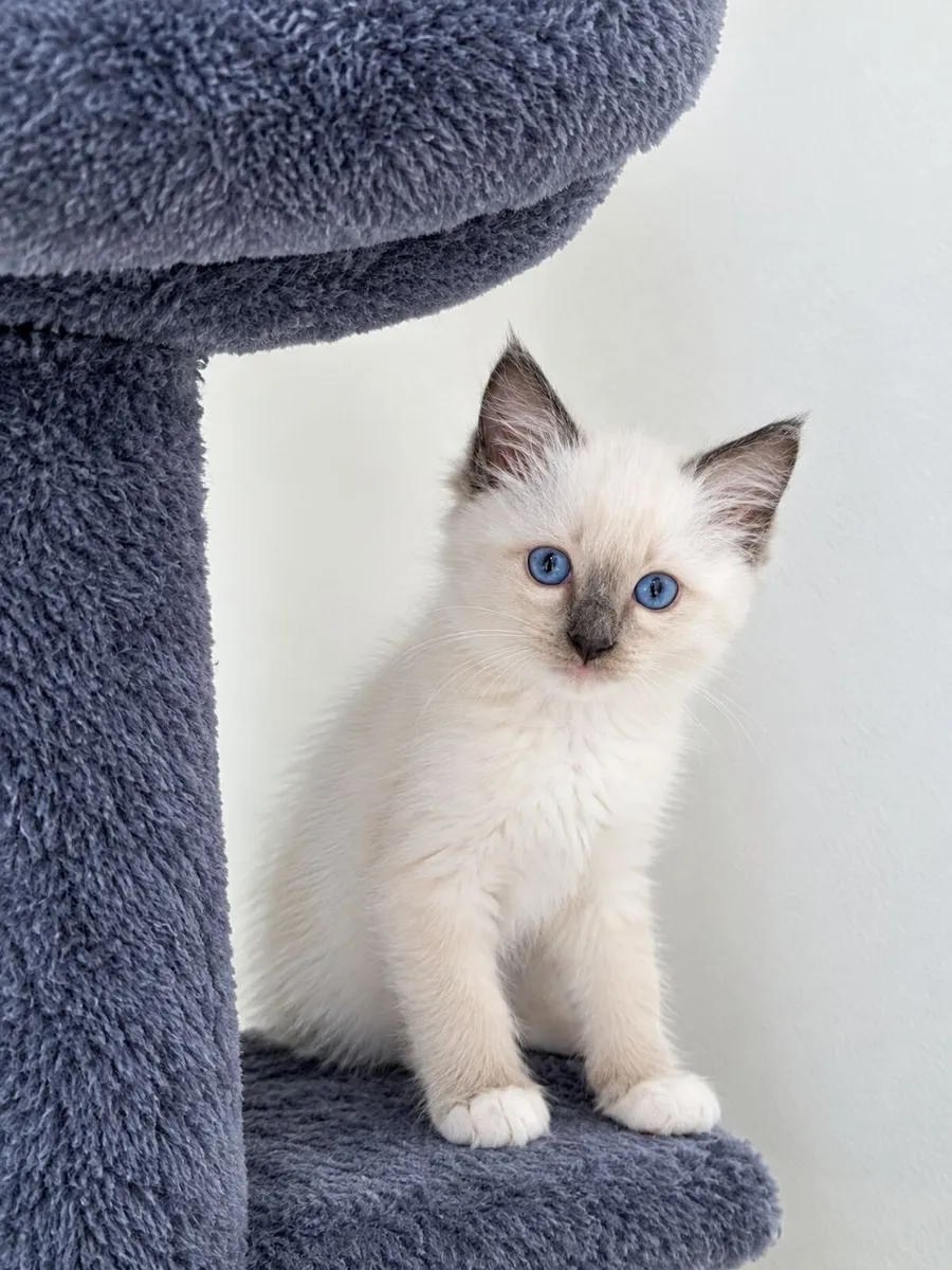Purebred Ragdoll kittens - Image 4