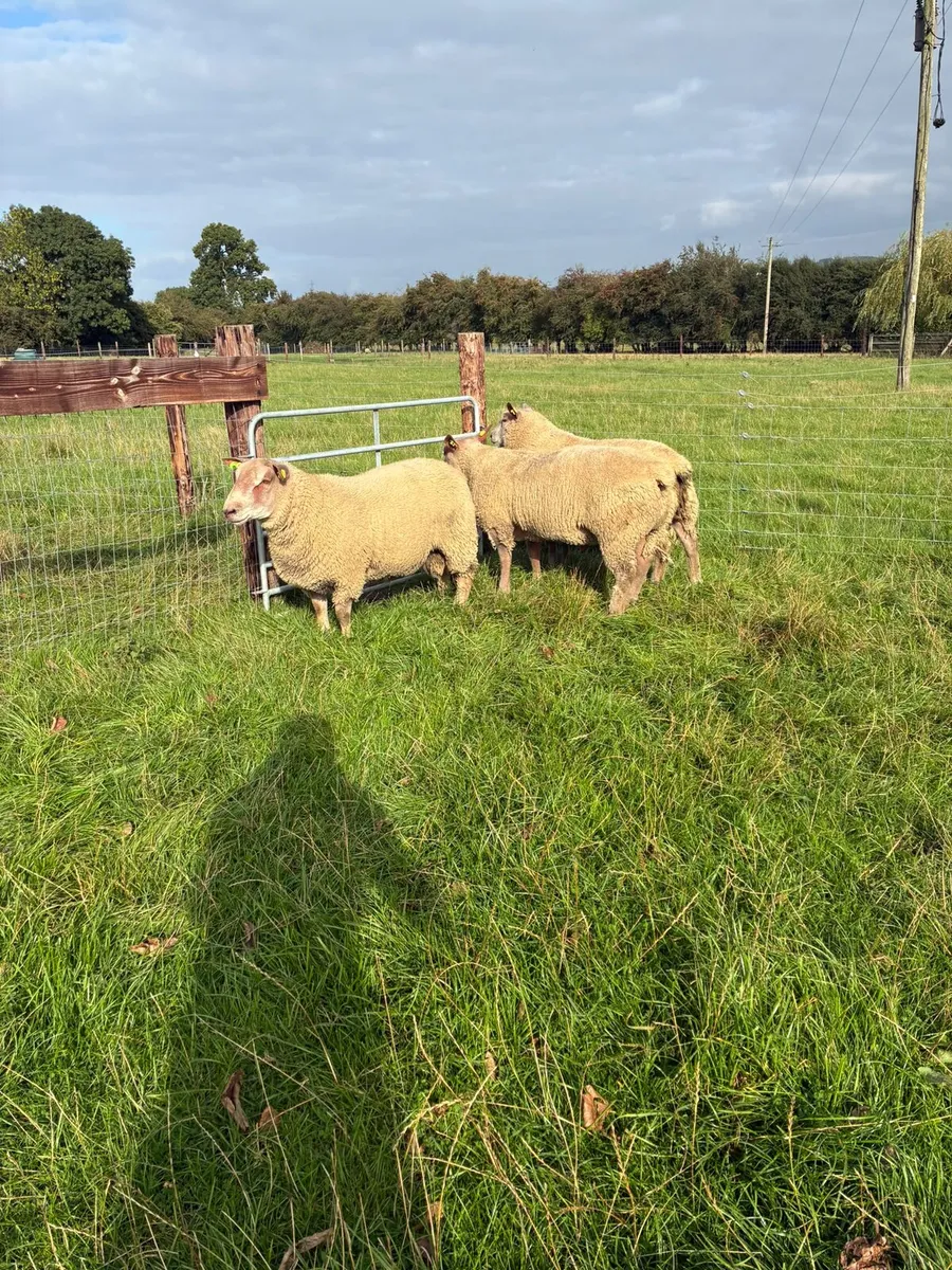 Charollais Ram & Ewe Lambs - Image 1