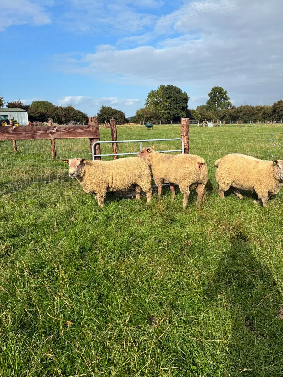 Charollais Ram & Ewe Lambs - Image 2