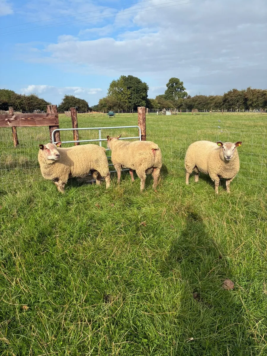Charollais Ram & Ewe Lambs - Image 3