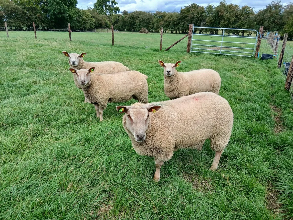 Charollais Ram & Ewe Lambs - Image 4